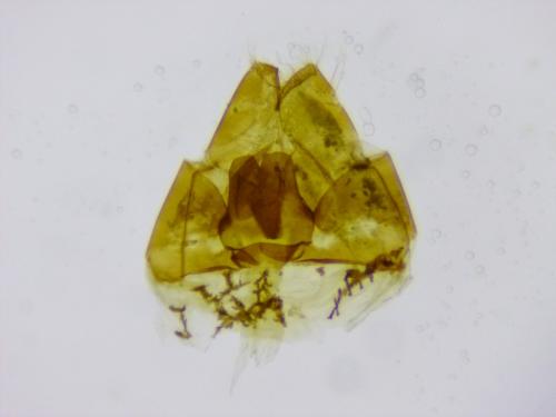 Pyrgus malvoides